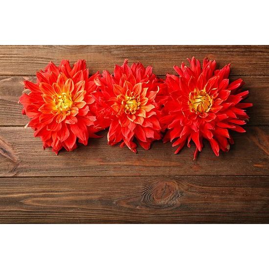 Öntapadó fotótapéta dália virágok fából készült alapon