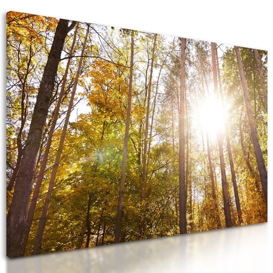 Kép nap a fák lombjai között