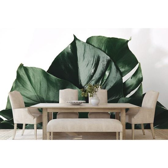 Fényes monstera levelek fotótapéta