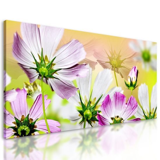 Kép virágok lágysága