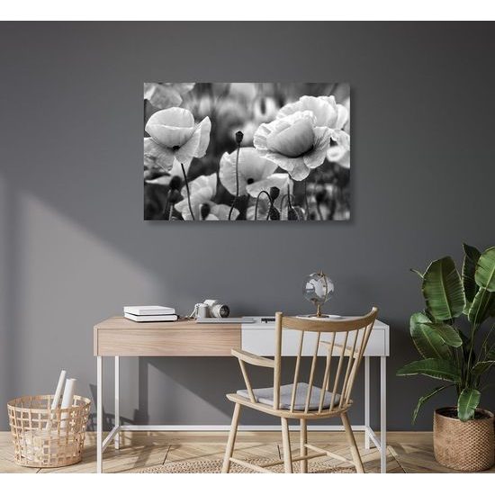 Kép egyedi vad pipacsok fekete-fehér kivitelben