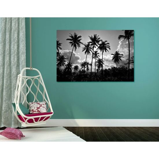 Kép kókuszpálmák a napfényben fekete-fehér kivitelben