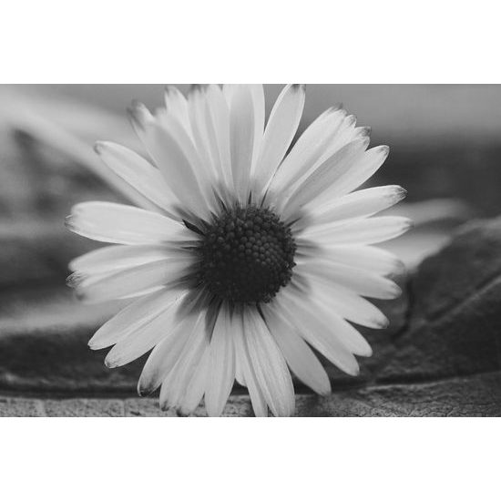 Kép csodálatos százszorszép fekete-fehér kivitelben