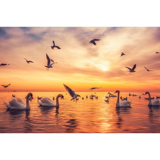 Kép hattyúk tengere