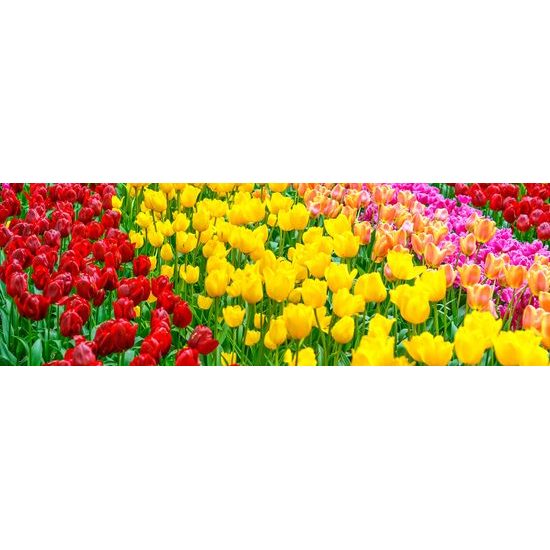 Kép tulipánültetvény