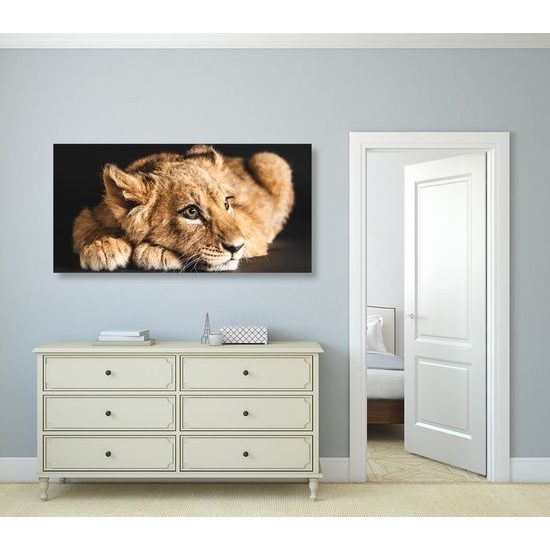 Kép aranyos kisoroszlán