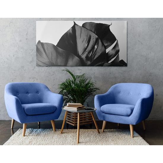 Kép Könnyezőpálma levél fekete fehérben