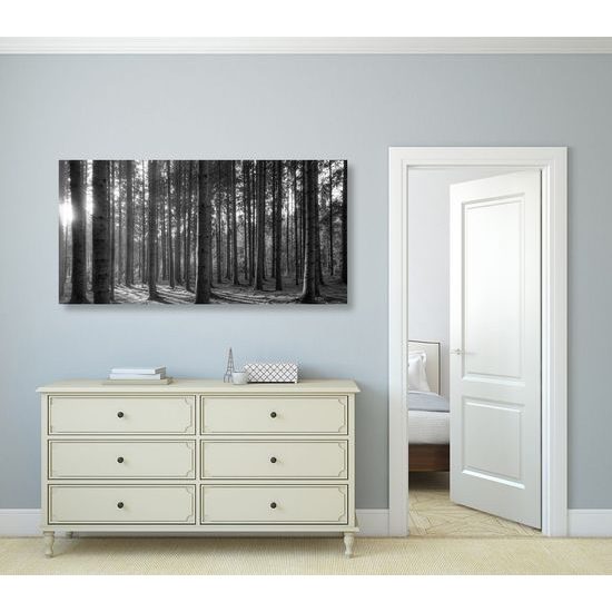 Kép napsugarak a fák között fekete-fehér kivitelben