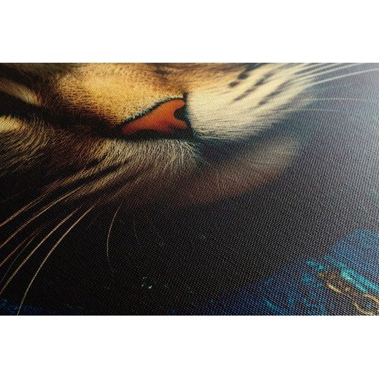 Kép kék-arany macska