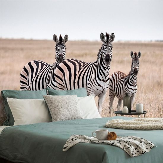 Tapéta zebra család