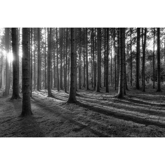 Öntapadó fotótapéta fekete-fehér varázslat a reggeli erdőben