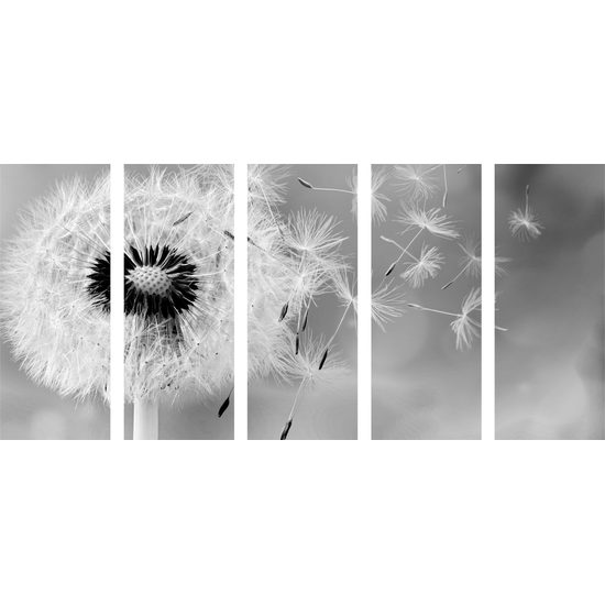 5 részes kép fekete-fehér pitypang a szélben
