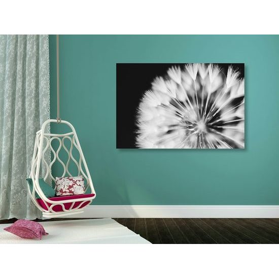 Kép pitypang gyönyörű részlete fekete-fehér kivitelben