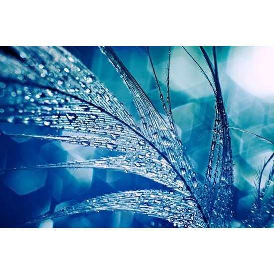 Tapéta cseppek egy toll részén