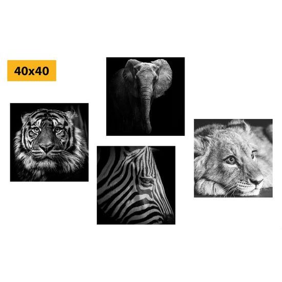 Képszett fekete-fehér exotikus állatok