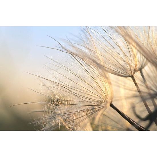 Kép pitypang részletei a reggeli napsugár ragyogásában