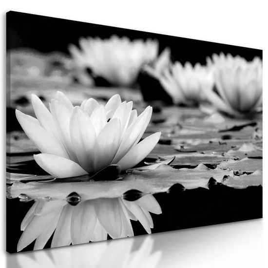 Kép csodálatos tavirózsa fekete-fehér kivitelben