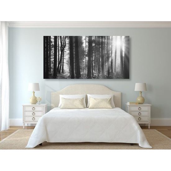 Kép fák lombjai között átható nap fekete-fehér kivitelben