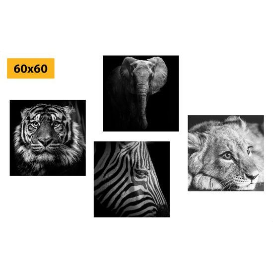 Képszett fekete-fehér exotikus állatok