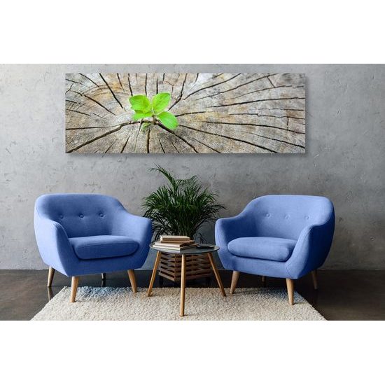 Kép zöld növény születése