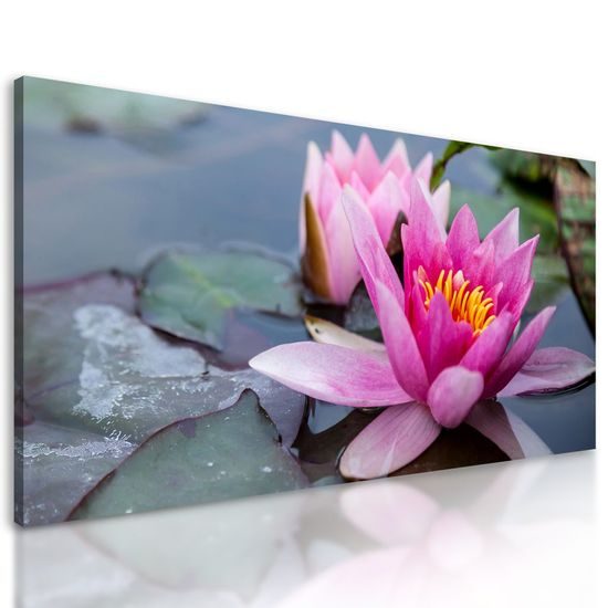 Kép csodálatos rózsaszín tavirózsa