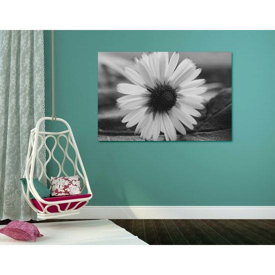 Kép csodálatos százszorszép fekete-fehér kivitelben