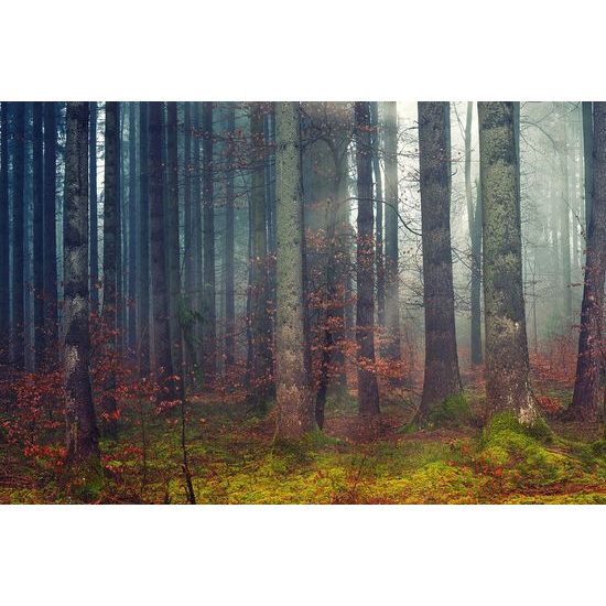 Tatótapéta az erdő titka