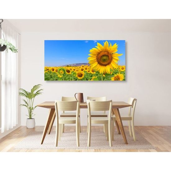 Kép sárga napraforgók a kék égbolt alatt