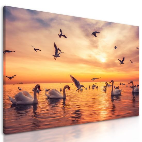 Kép hattyúk tengere