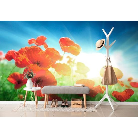 Öntapadó tapéta pipacs napsugárban