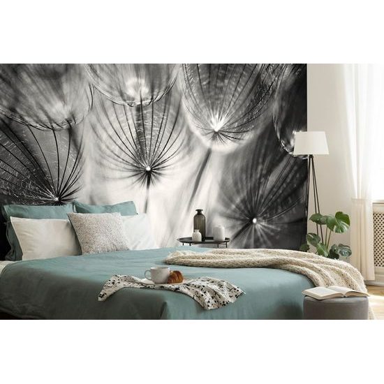 Tapéta érdekes ekete-fehér pitypang