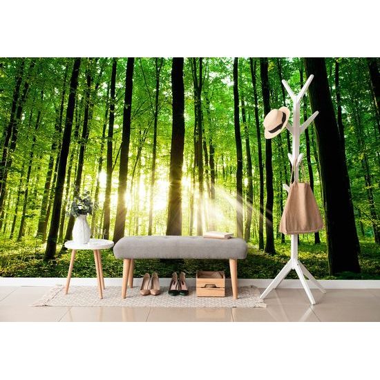 Öntapadó fotótapéta az erdő varázslata