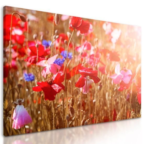 Kép réti pipacsok a napos réten