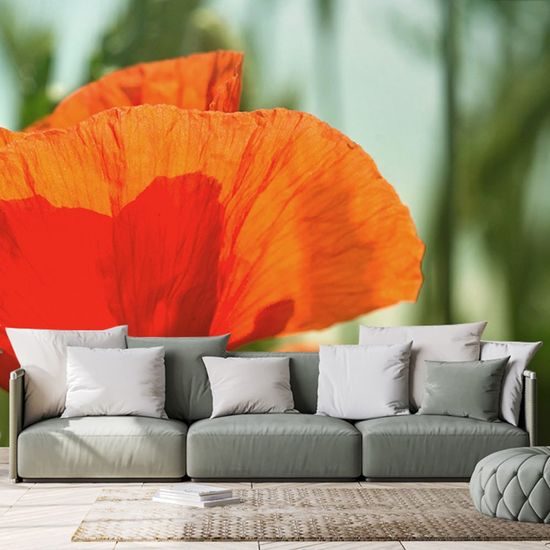 Gyönyörű vad mák öntapadó tapéta