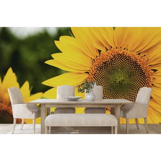 Öntapadó fotótapéta gyönyörű napraforgó