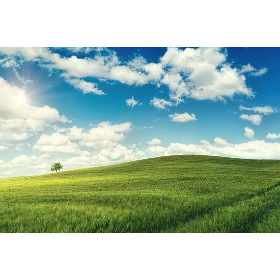 Fotótapéta gyönyörű rét