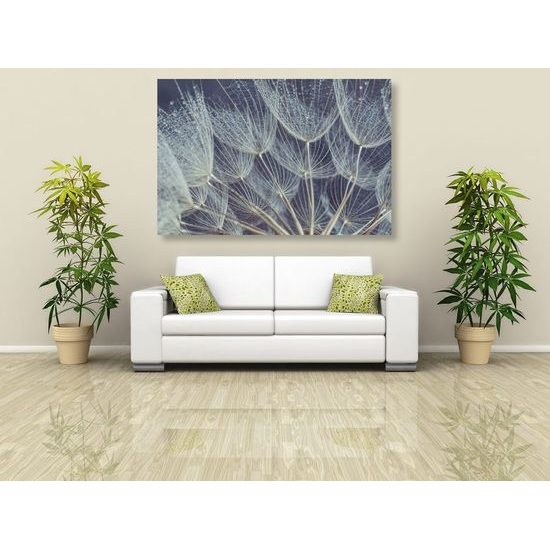 Kép pitypang részletei