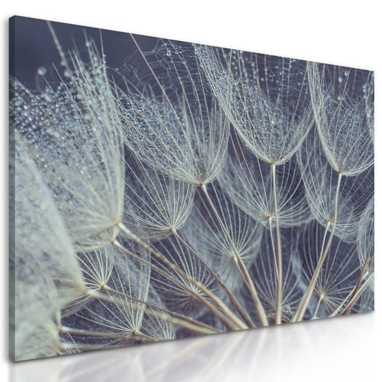 Kép pitypang részletei