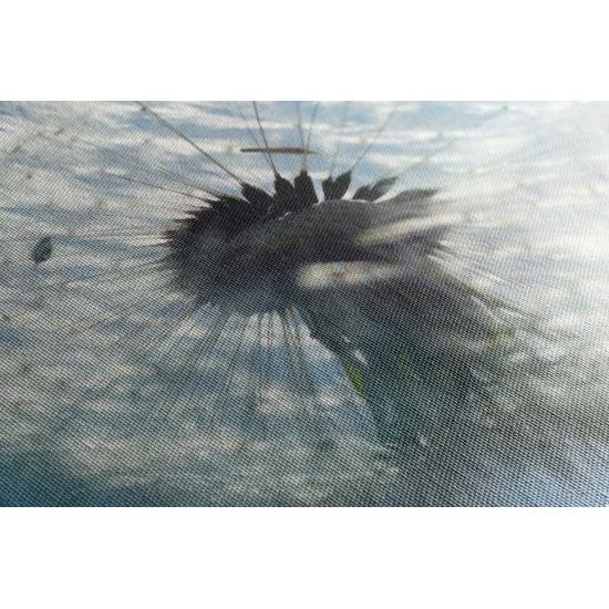 Kép pitypang könnyedsége