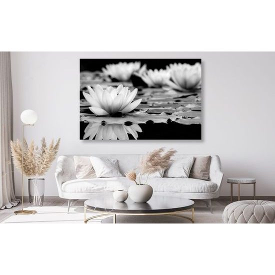 Kép csodálatos tavirózsa fekete-fehér kivitelben