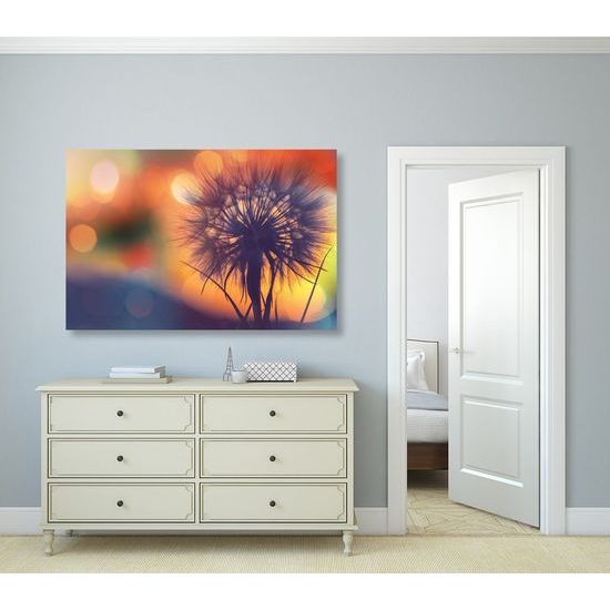 Kép pitypang a naplementében