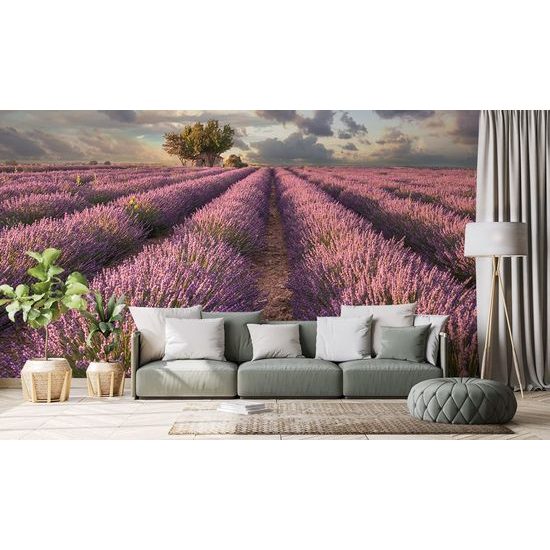 Öntapadó fotótapéta végtelen levendulamező