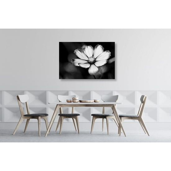 Kép kankalin egyedi virága fekete-fehér kivitelben