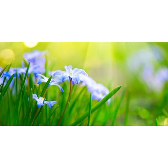 Kép réti virágok a zöld füvön