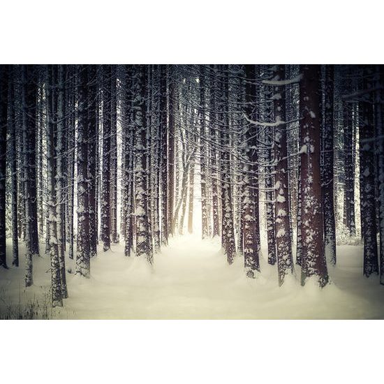 Hóval borított fototapeta fák