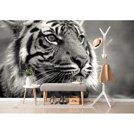 Fotótapéta koncentrált tigris megjelenése fekete-fehérben