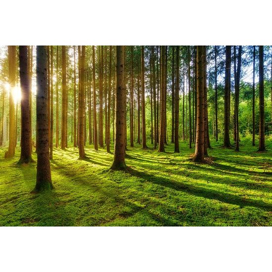 Öntapadó fotótapéta a reggeli erdő varázsa