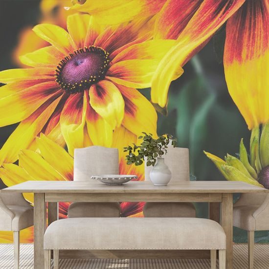 Öntapadó fotótapéta színes rudbeckia virág