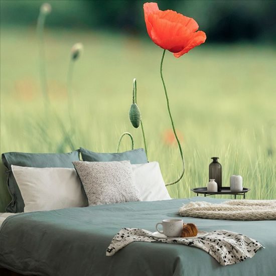 Öntapadó fotótapéta vadmák a rét közepén