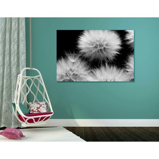 Kép pitypang virágzása fekete-fehér kivitelben